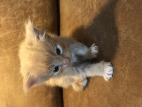 Maine Coon Kitten Reinrassig