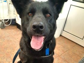 Arana sucht ein Zuhause wo man mit ihr die große weite Welt erkundet.....