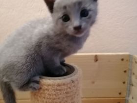 Russisch Blau kitten mit Stammbaum