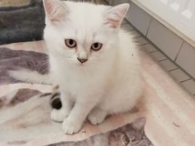 Bkh kitten, reinrassig, 2x geimpft