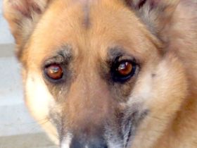 Sheila, weiblicher Schäferhund-Mix