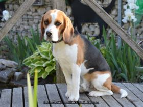 Beagledeckrüde Rr., tri.;