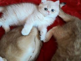 Wunderschöne BKH  Katerchen