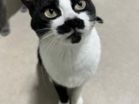 Marlene, FelV positiv