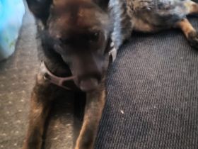 Deutsche Schäferhündin sucht neues liebevolles Zuhause