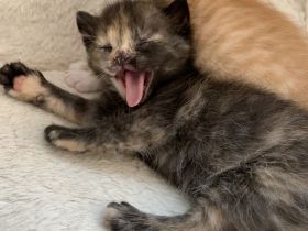 Katzenbabys / Kitten / Babykatzen