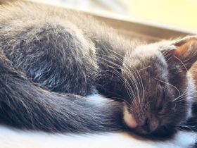 Wunderschönes Bkh-Maine coon kitteb