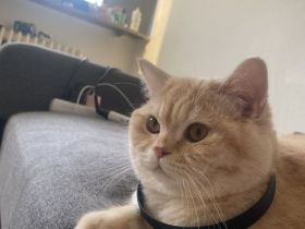 Britische kurzhaar Katze