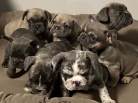 Französische Bulldogge Welpen AUSZUGSBEREIT