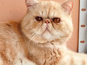 Deckkater Exotic Shorthair  mit Stammbaum