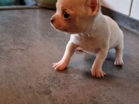 Mini Chihuahua Rüde ! Total süß, kurzhaarig und weiß