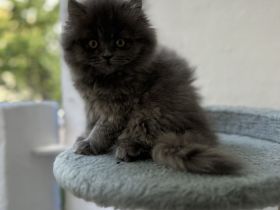 BKH Katze und BKH/BLH kitte abzugeben