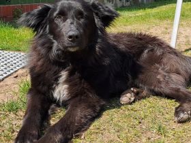 Luci auf Pflegestelle