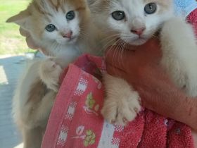 MAINE COON MIX 2 KATERCHEN