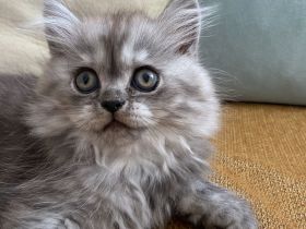 Süßer männlicher grauer Perserkater