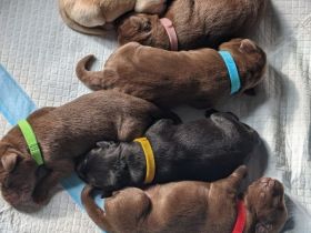 Labrador Welpen schwarz, braun und beige