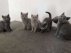 Britisch kurzhaar BKH