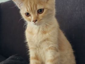 Britisch Kurzhaar Kitten Kater abgabebereit BKH