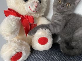 Baby katzen britisch