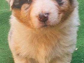 Australien Shepherd Welpen mit ASCA Papieren und Blauen Augen