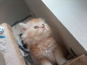 Perser kitten Katzenbabys suchen einen Kuschelplatz