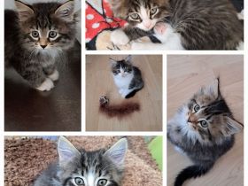 Main Coon Kitten