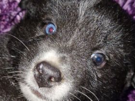 Miniature Australian Shepherd