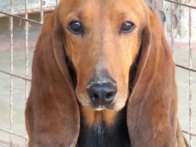 Ernie 2, männlicher Brackenmischling