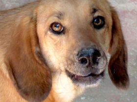 Lady 8, weiblicher Mischling