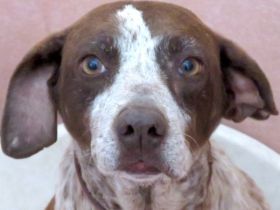 Martini, weiblicher Mischling (RESERVIERT)