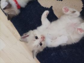 Ragdoll Kitten