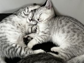 Zuckersüße BKH - reinrassig, handzahm :) geimpft, entw.