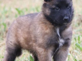 belg. Schäferhundwelpen zu vergeben