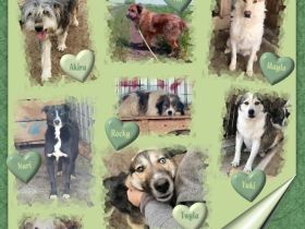 Pflegestellen in ganz Deutschland gesucht