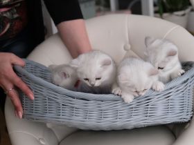 4 Britische Kurzhaar Katzen (Weiß)