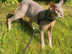 Deckkater Don Sphynx / Sphinx flock