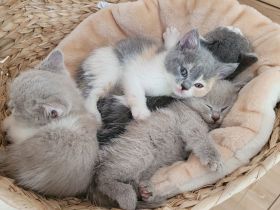 reinrassige BKH Kitten abgabebereit