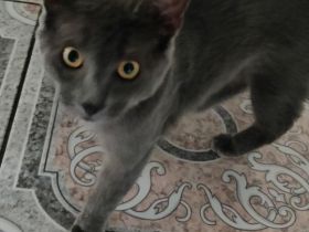 Verspielte graue Katze