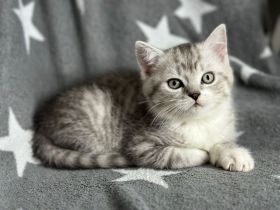 Britisch Kurzhaar Kitten Kater und Katze BKH