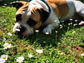 Katzenhotel und Katzenbetreuung