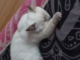 BKH Weibchen 8 Monate