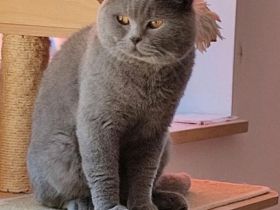 BKH Deckkater mit Stammbaum und mit Erfahrung ! ! !