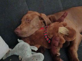 Weimaraner Mischling Rüde