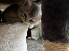 Bkh Reinrassige Kitten