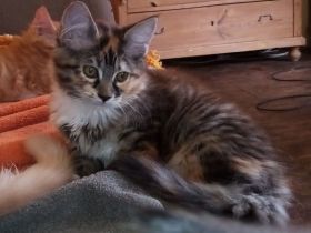 6 Maine Coon Mix Kitten Katzenbabys 13 Wochen