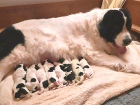 Landseerwelpen von der Schwanenburg