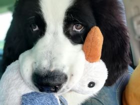 Landseerwelpen von der Schwanenburg