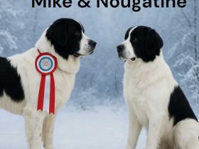 Landseerwelpen von der Schwanenburg