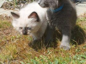 Ragdoll Maine Coon kitten