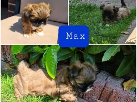 Wonneproppen suchen ein neues Zuhause